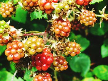 Close-up of cherries on tree