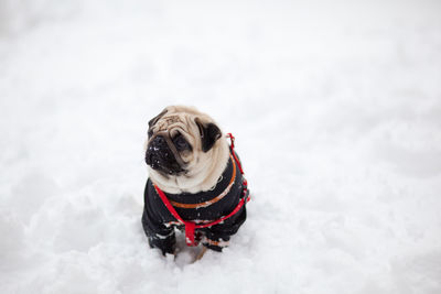 Pug dog on snow covered field