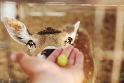 Close-up of hand feeding deer