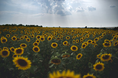 Scenic view of sunflower field against sky