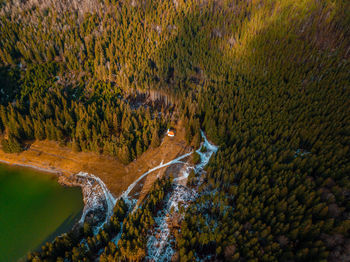 Scenic view of waterfall in forest