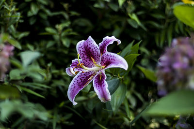 Close-up of purple iris flower
