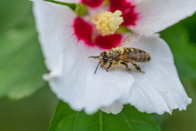 Close-up of insect on flower