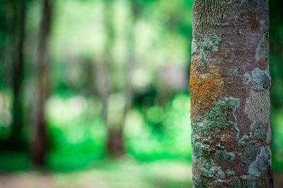 Close-up of lichen on tree trunk