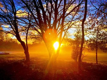 Sunlight streaming through trees on field during sunset