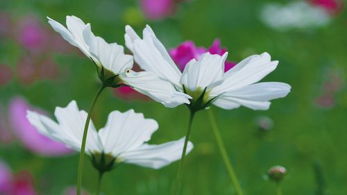 Close-up of white flowers blooming outdoors