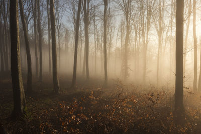 Trees in forest