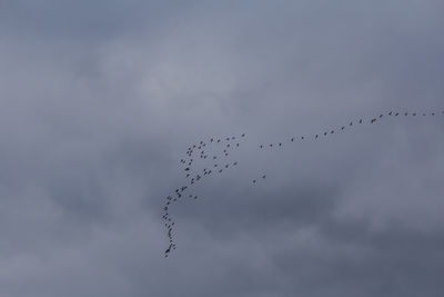 A beautiful scenery with a migratory birds flying above the sea. bird migration in autumn. 