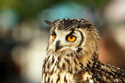 Close-up portrait of owl