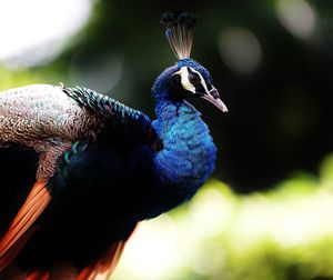 Close-up of peacock