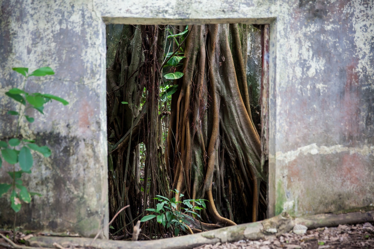 green, architecture, plant, built structure, wall, no people, urban area, day, wall - building feature, wood, old, nature, abandoned, building, building exterior, growth, outdoors, plant part, weathered, damaged, tree, rundown, leaf, entrance, door, house, window, decline, deterioration, ivy, ruins