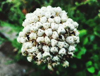 Close-up of white flowers