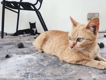 Close-up portrait of a cat resting