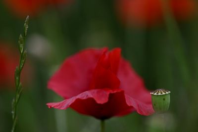 Close-up of red rose flower