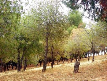 Trees on field