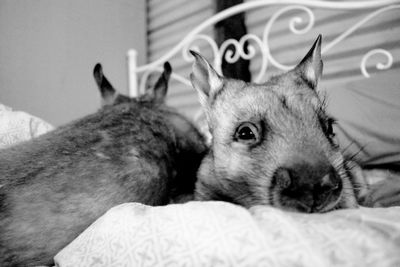 Dog lying down on bed at home