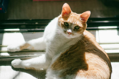 High angle view of cat looking at camera