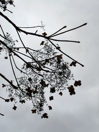 Low angle view of tree against sky