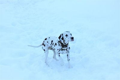 On white snow white dog with black spots dalmatian