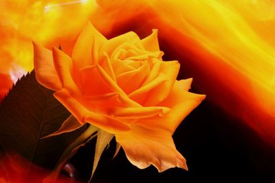 Close-up of orange rose flower