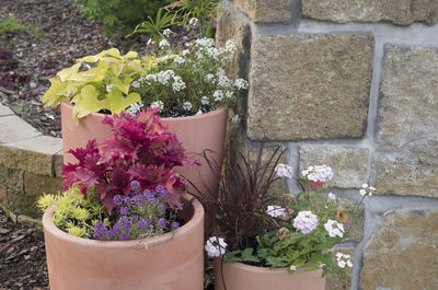 Close-up of pink flowers
