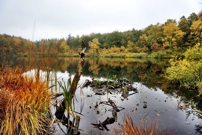 Reflection of trees in lake