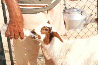 Close-up of a man feeding a baby goat with a milk bottle on a farm