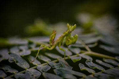 Close-up of fresh green leaves