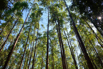 Low angle view of bamboo trees in forest