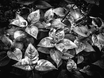 High angle view of flowering plant leaves