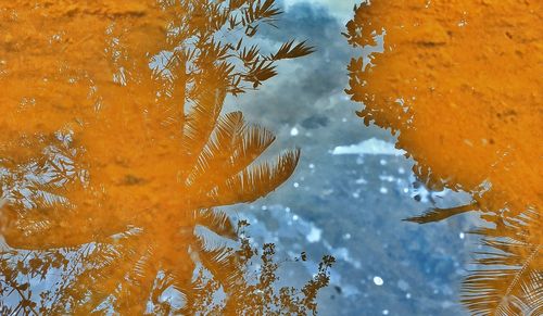 Close-up of orange fish swimming in sea