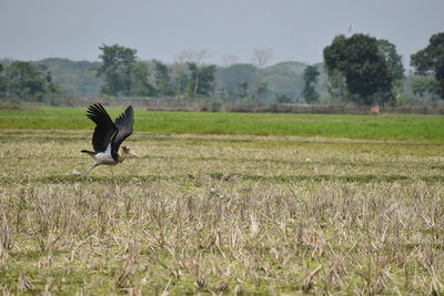 Bird flying over field against sky