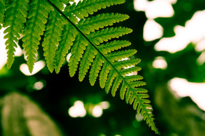 Close-up of fern leaves