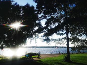 Sun shining through trees