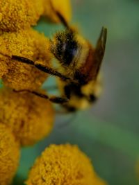 Close-up of insect on yellow flower