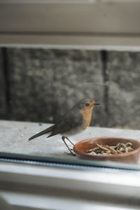 Close-up of bird eating food