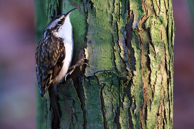 Bird perching on tree trunk