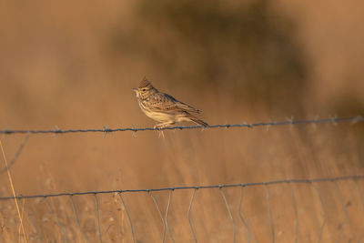 Bird perching on barbed wire