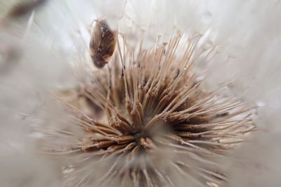 Close-up of honey bee on flower