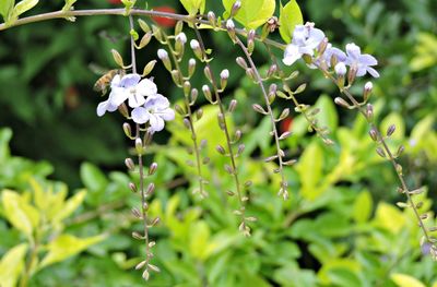 Close-up of plant