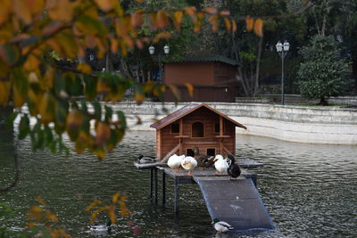 Bird house in the pool