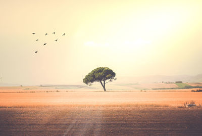 Birds flying over sea against sky