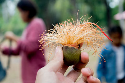 Close-up of hand holding leaf