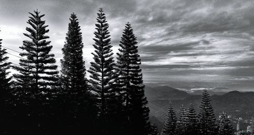 Trees against sky