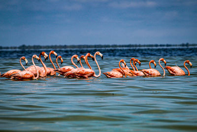 View of birds in sea against sky