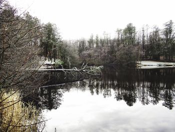 Reflection of trees in lake