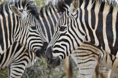 View of zebras