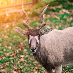 Close-up of deer