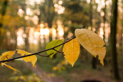 Close-up of autumn leaf on tree