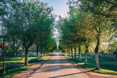 Footpath amidst trees in park